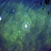 Some jelly fish... thought it was weird...