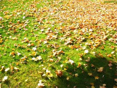 Autumn shines